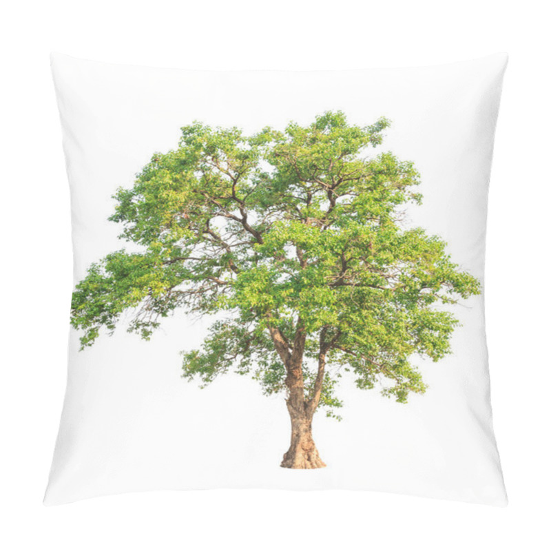 Personality  Tembusu (Fagraea Fragrans), Commonly Known As Buabua, Urung, Tem Pillow Covers