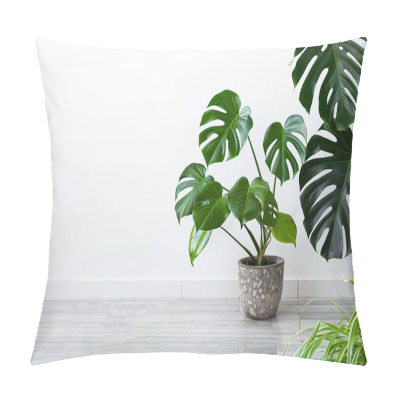 Personality  Monstera Deliciosa Or Swiss Cheese Plant In A Pot On A Gray Floor, Home Gardening And Connecting With Nature Concept With Copy Space Pillow Covers