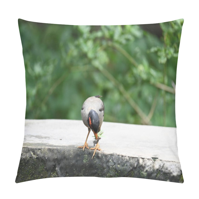 Personality  Indian Myna Birds. Its Other Names Common Myna And Mynah. This Is  A Bird Of The Starling Family Sturnidae. This Is A Group Of Passerine Birds Which Are Native To Southern Asia, Especially India.  Pillow Covers