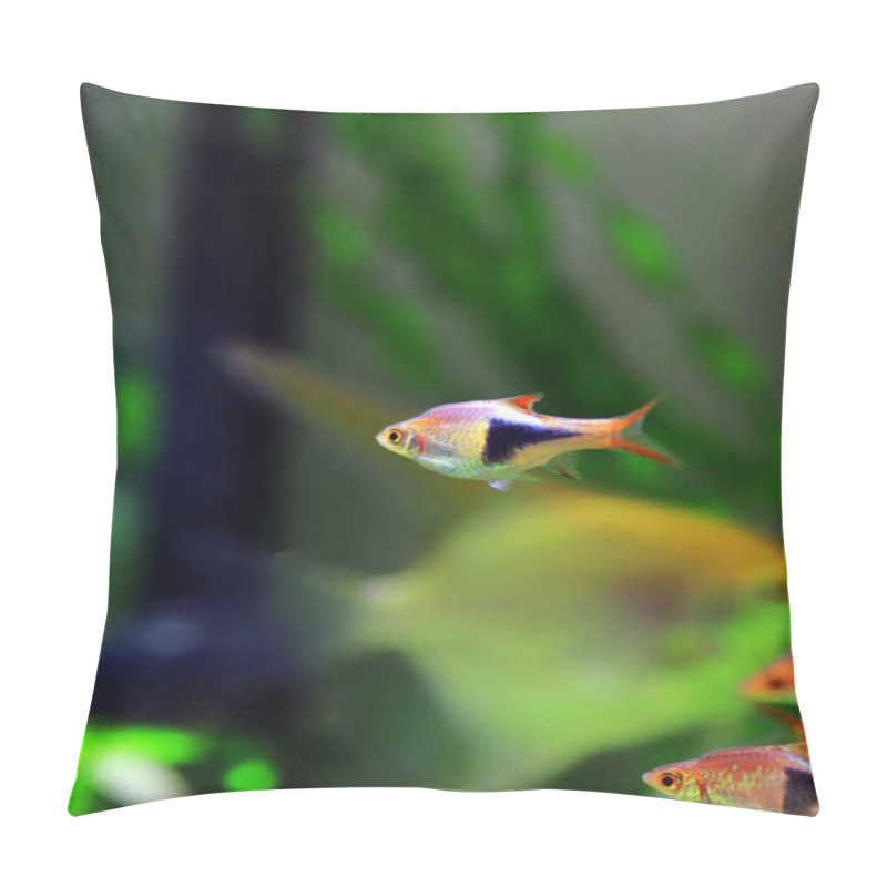 Personality  Harlequin Rasbora Freshwater Fish - (Trigonostigma Heteromorpha) Pillow Covers