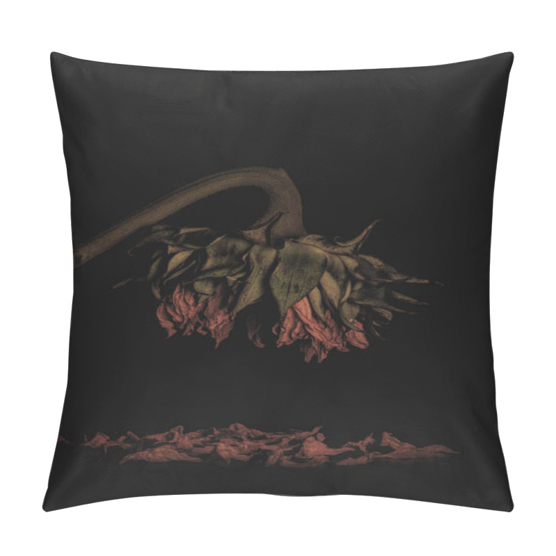 Personality  Dying Wilting Sunflower Shedding Its Petals Reminding Of The Saddness And Loneliness Of Old Age And Wilted Love Against Black Background Pillow Covers