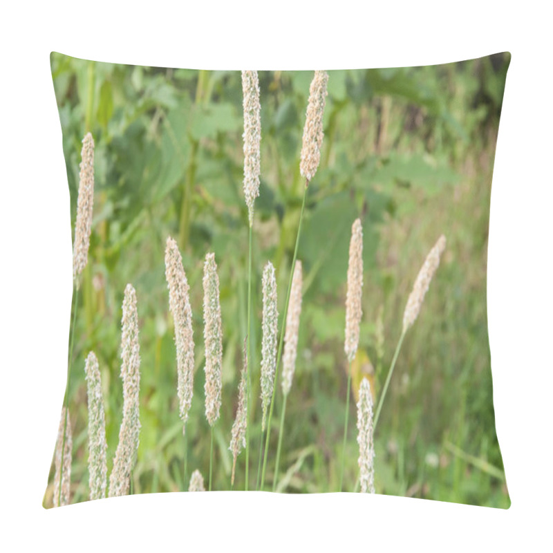 Personality  Close-up Of The Blooming Ears Of Meadow Foxtails With Pollen Pillow Covers