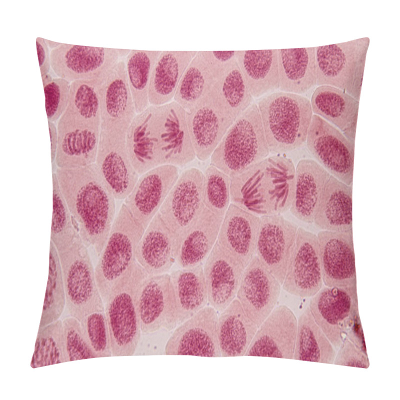 Personality  Root Tip Of Onion And Mitosis Cell In The Root Tip Of Onion Under A Microscope. Pillow Covers