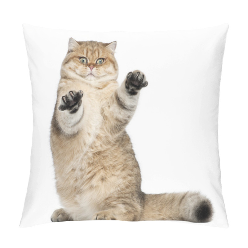 Personality  Golden Shaded British Shorthair, 7 Months Old, Sitting Against White Background Pillow Covers