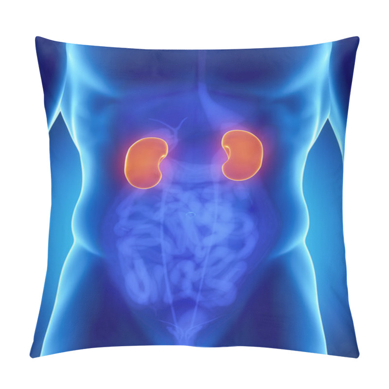 Personality  Male Kidney Anatomy Pillow Covers