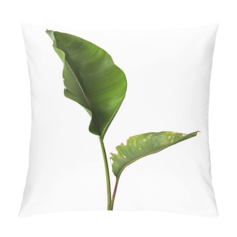 Personality  Strelitzia Reginae, Heliconia, Bird Of Paradise Foliage Isolated On White Background, With Clipping Path Pillow Covers