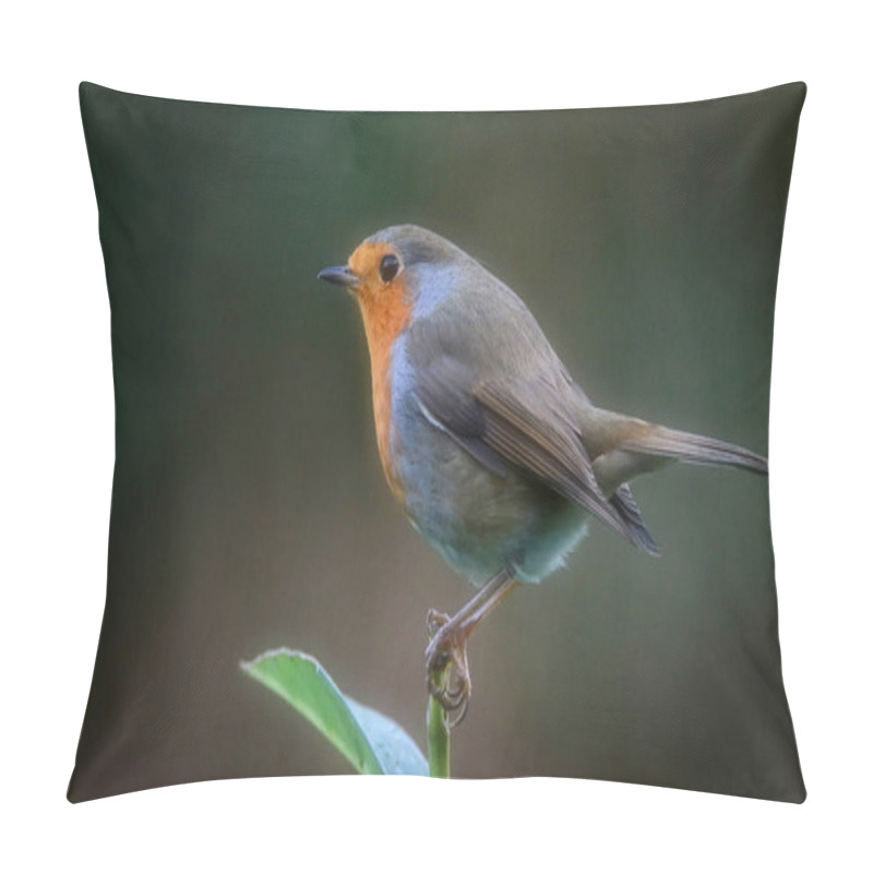 Personality  Closeup View Of Small Bird  Pillow Covers