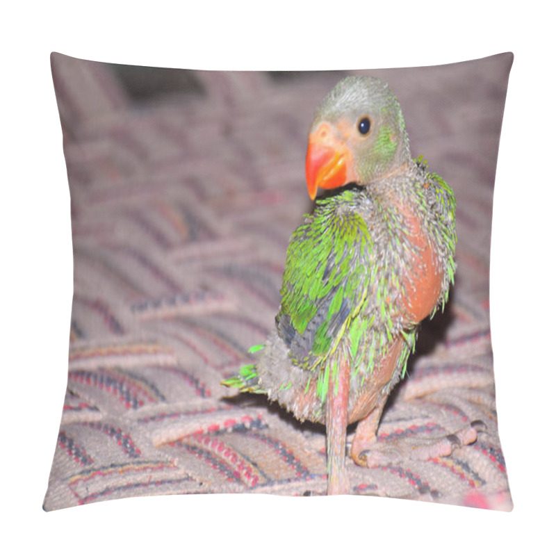 Personality  Cute Indian Ring-neck Baby Parrot On The The Bed. Pillow Covers