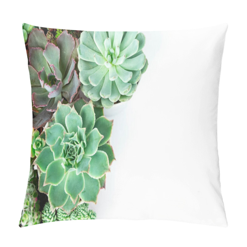 Personality  Mix Of Echeveria And Sedum Succulent Flowering Plants Houseplant Top View Background Pillow Covers