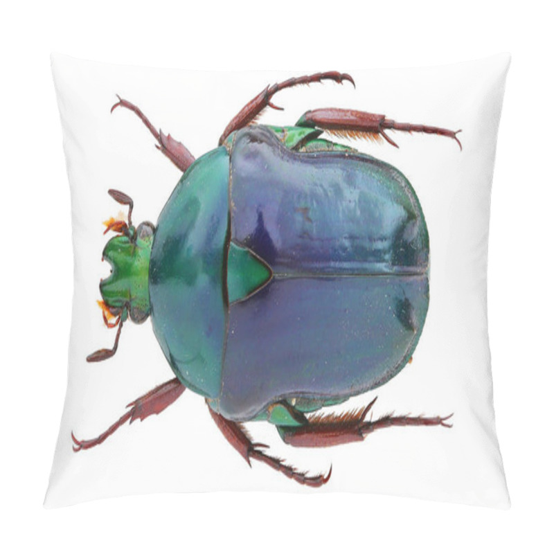 Personality  Beautiful Insect Specimens Collection Of Flower Chafer . Pillow Covers