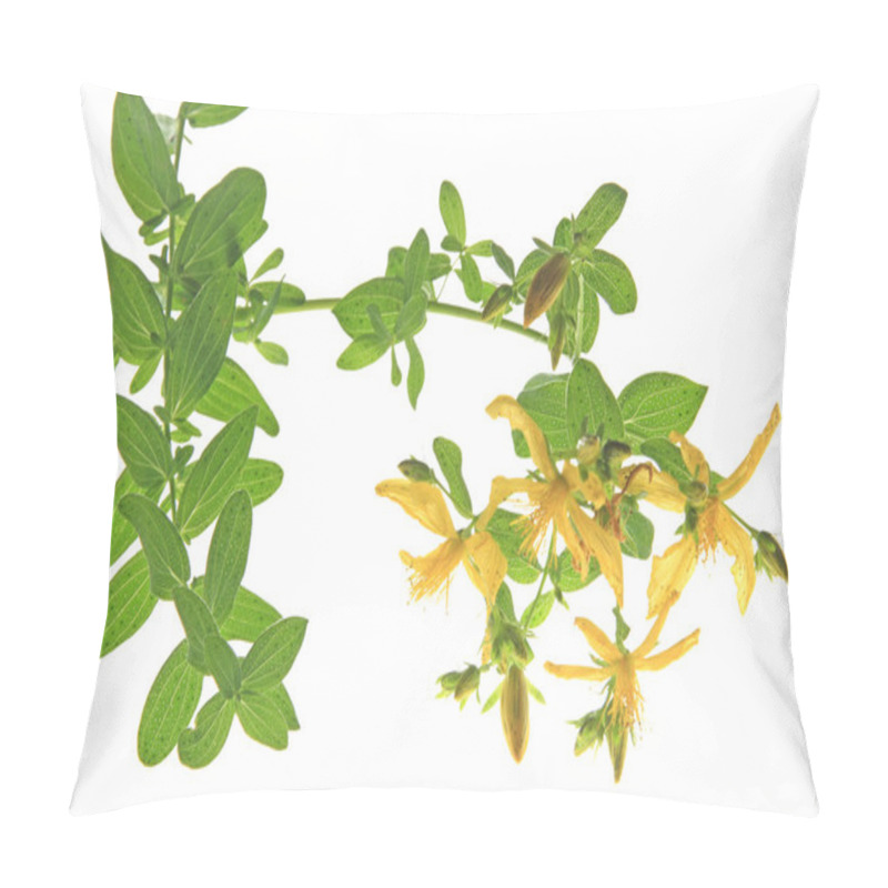 Personality  St. John's Wort (Hypericum Perforatum) Pillow Covers