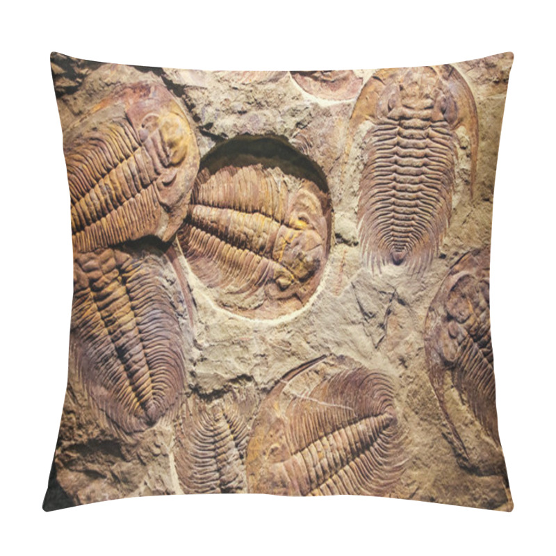 Personality  Fossil Trilobite Imprinted In The Sediment. Pillow Covers