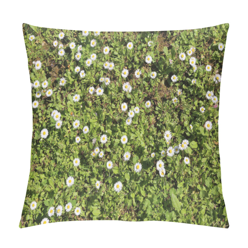 Personality  Meadow In Spring With Many Daisies Pillow Covers