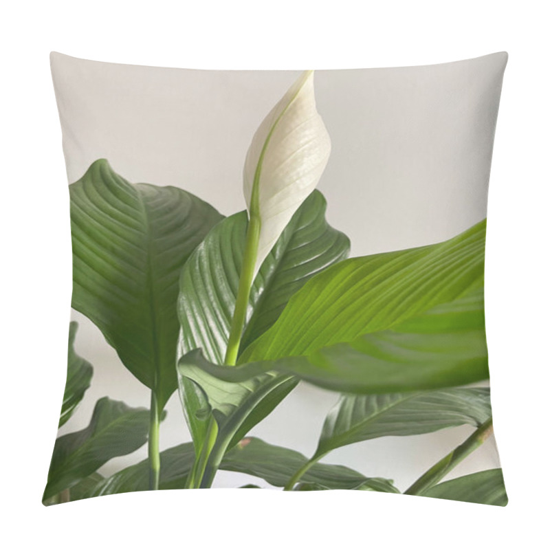 Personality  Spathiphyllum Plant With White Flower, Sweet Chico Close Up. Houseplant, Green Background, Biophilia Concept Pillow Covers