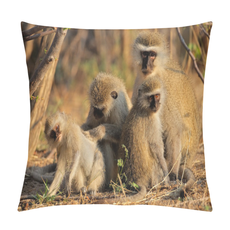 Personality  Vervet Monkeys Pillow Covers