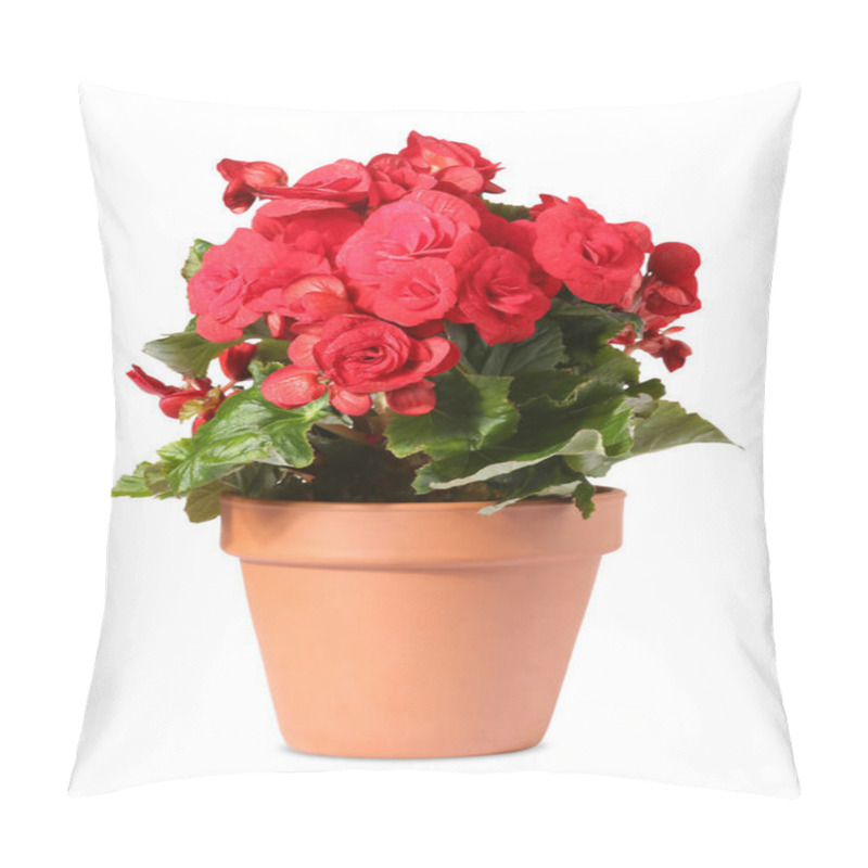 Personality  Begonia Flower In Terracotta Pot Isolated On White Pillow Covers