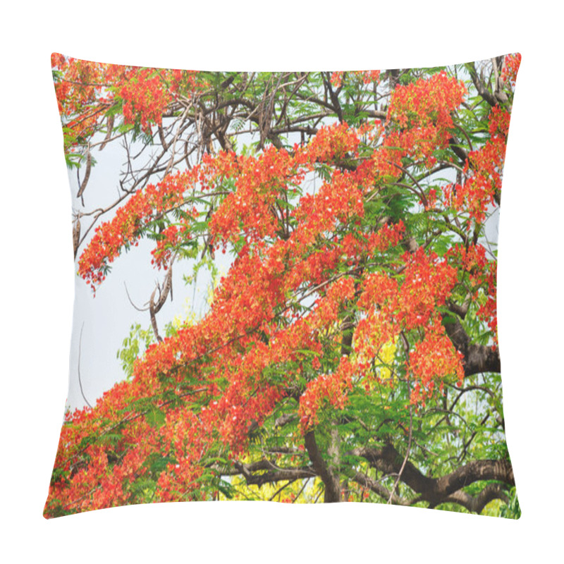 Personality  Flam-boyant, The Flame Tree, Royal Poinciana, Blooming In Summer Pillow Covers