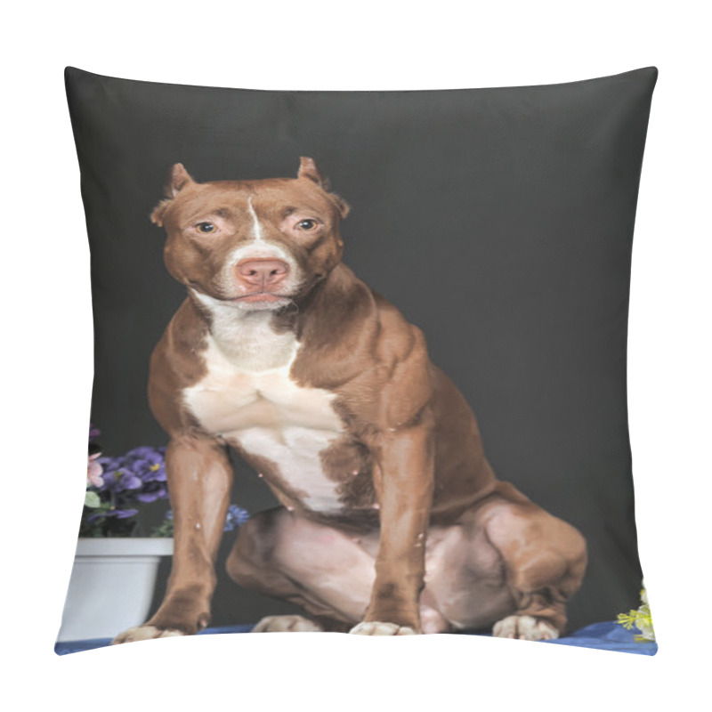 Personality  Pit Bull Terrier In Studio With Flowers Pillow Covers