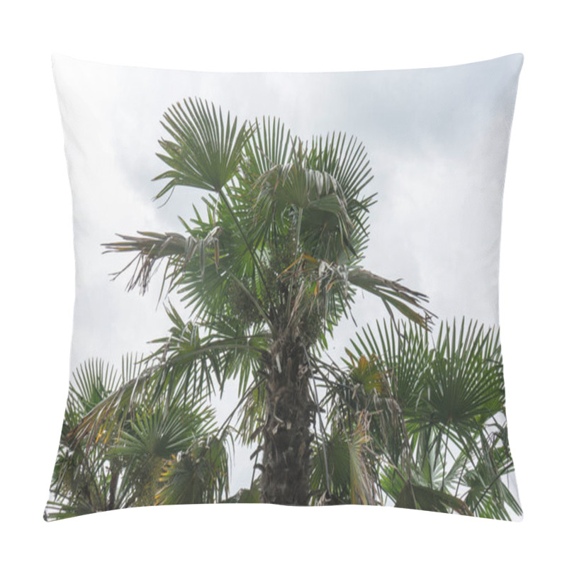 Personality  Trachycarpus Fortunei Palm Close Up Weed Palm With Sky Pillow Covers