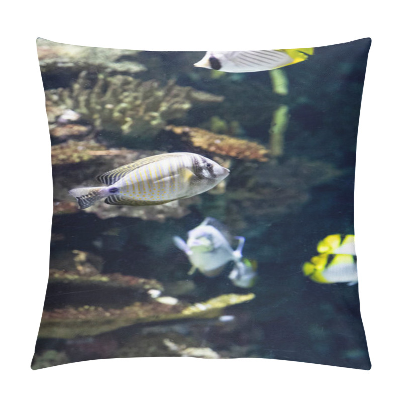 Personality  Various Fish Marine Biodiversity In Tropical Waters. Underwater Macro Photography Pillow Covers