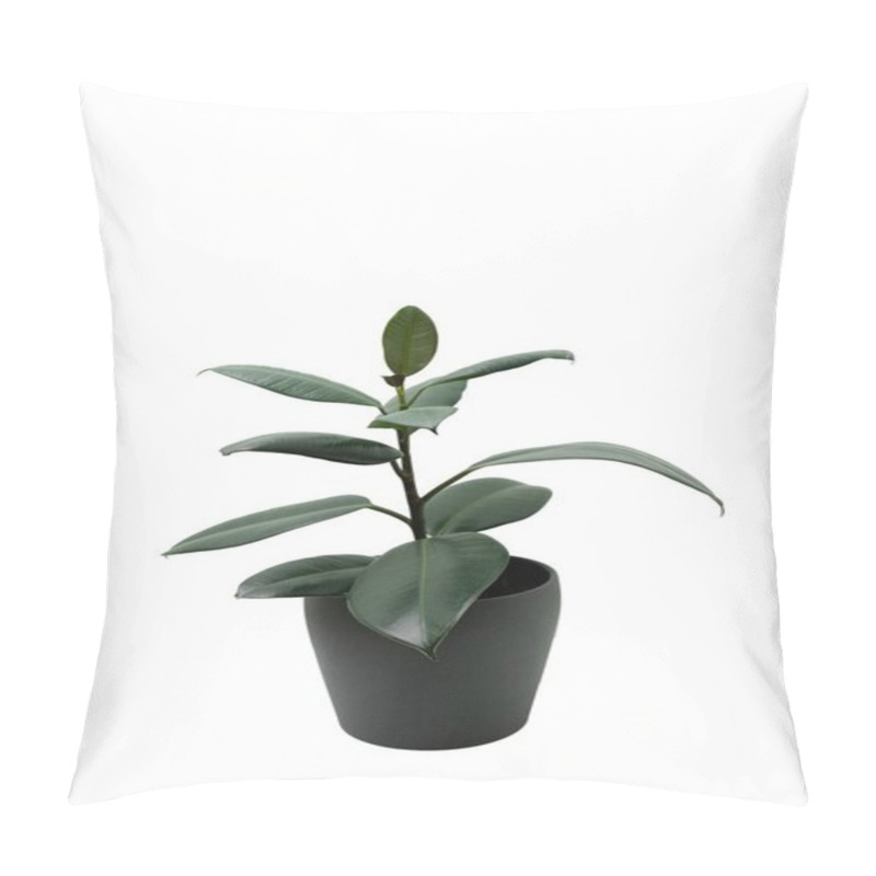 Personality  Home Ficus Elastica With Large Leaves In A Dark Grey Pot, Isolated On Transparent Background Pillow Covers