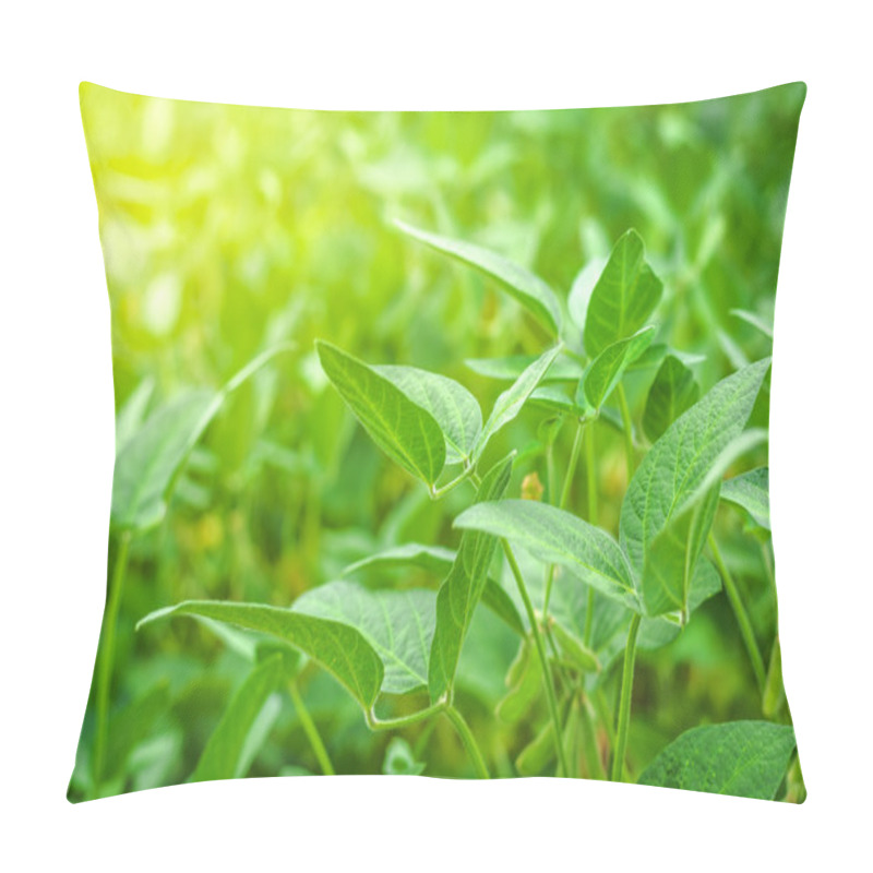 Personality  Green Soybean Crops In Field Pillow Covers