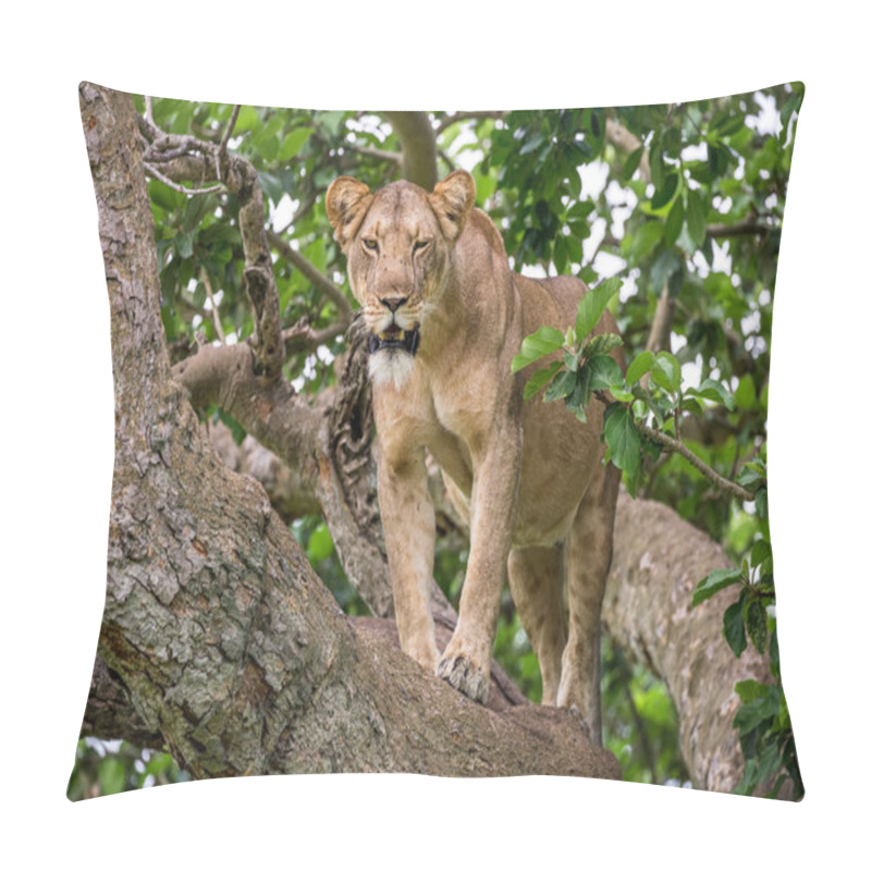 Personality  Lioness On Big Tree Pillow Covers