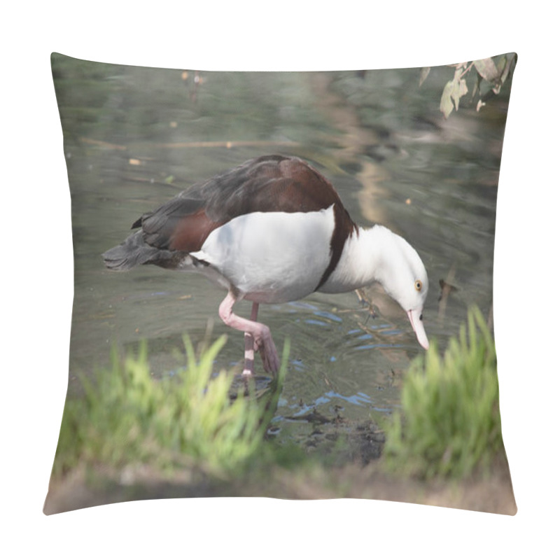 Personality  The Radjah Shelduck Is White With A Chestnut Band Across Its Chest. Its Wingtips, Back, Rump And Tail Are Black. It Has A White Eye With Pink Legs, Feet And Beak Pillow Covers