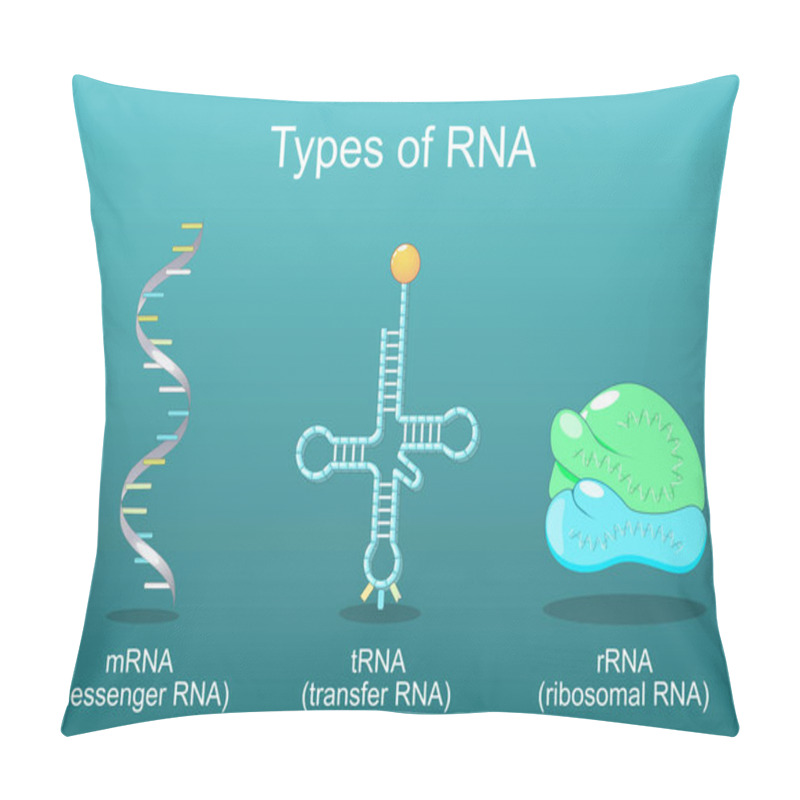 Personality  Types Of RNA. TRNA For Transfer, That Helps To Decode Information Present In MRNA, RRNA In Ribosome, And MRNA That Reads By A Ribosome In The Process Of Synthesizing A Protein. Vector Poster. Isometric Flat Illustration Pillow Covers