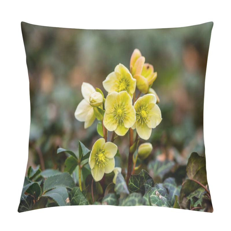 Personality  Flowering Helleborus Plants In Spring Forest. Pillow Covers