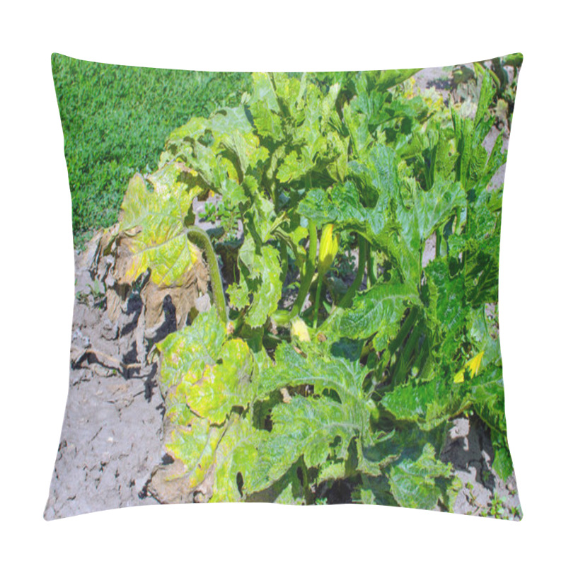 Personality  Diseases Of Zucchini. Dried Leaves. Pillow Covers