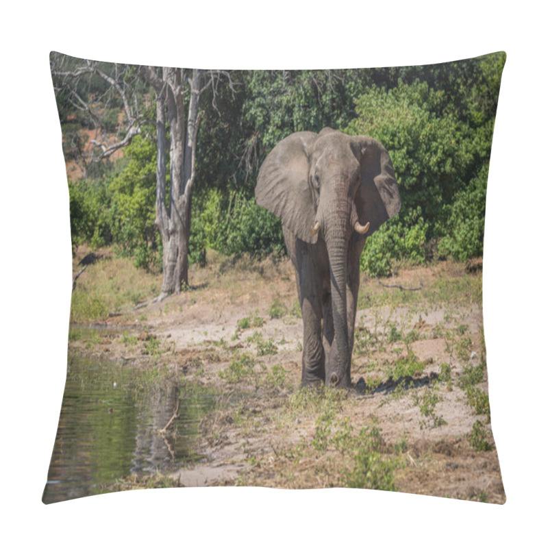 Personality  Elephant Walking Along Wooded Shoreline In Sunshine Pillow Covers