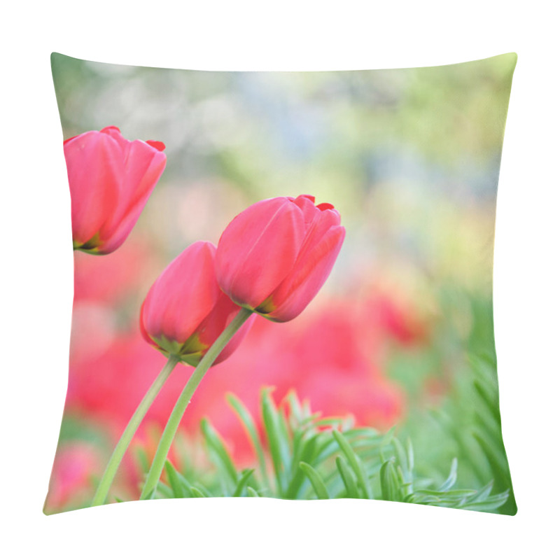 Personality  Bright Red Tulip Flowers Blooming On Outdoor Flowerbed On Sunny Spring Day Pillow Covers