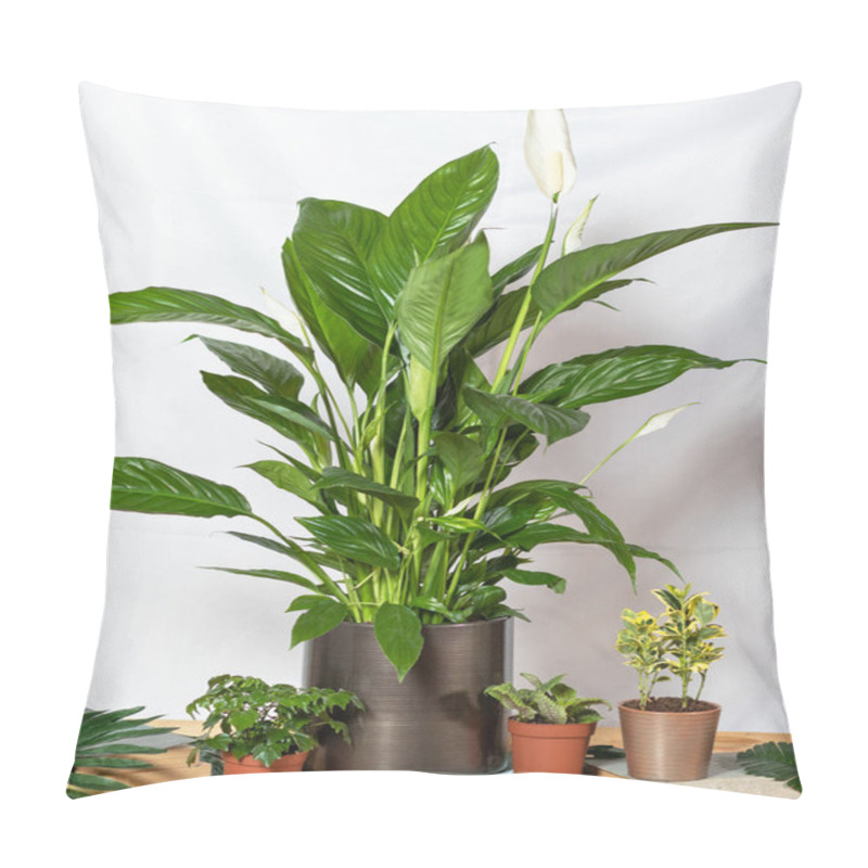 Personality  Peace Lily, Spathiphyllum, Women's Happiness With Succulents Pillow Covers