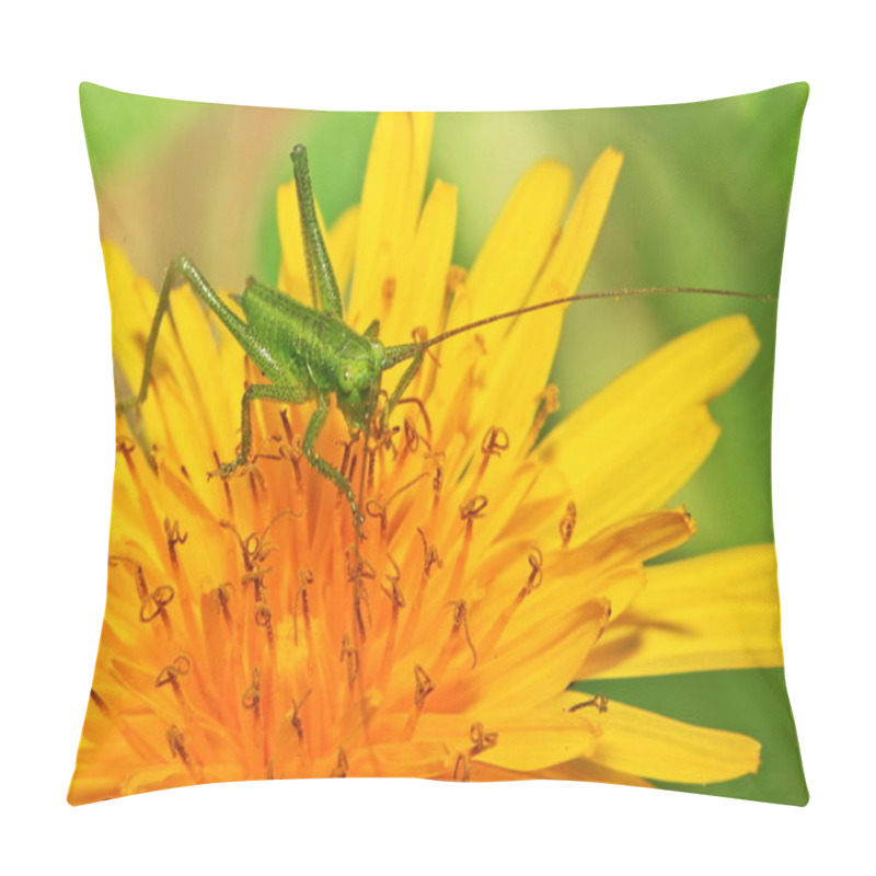 Personality  Little Green Grasshopper Pillow Covers