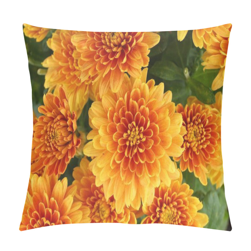 Personality  Orange Chrysanthemum Flowers. Chrysanthemums Close-up. Pillow Covers