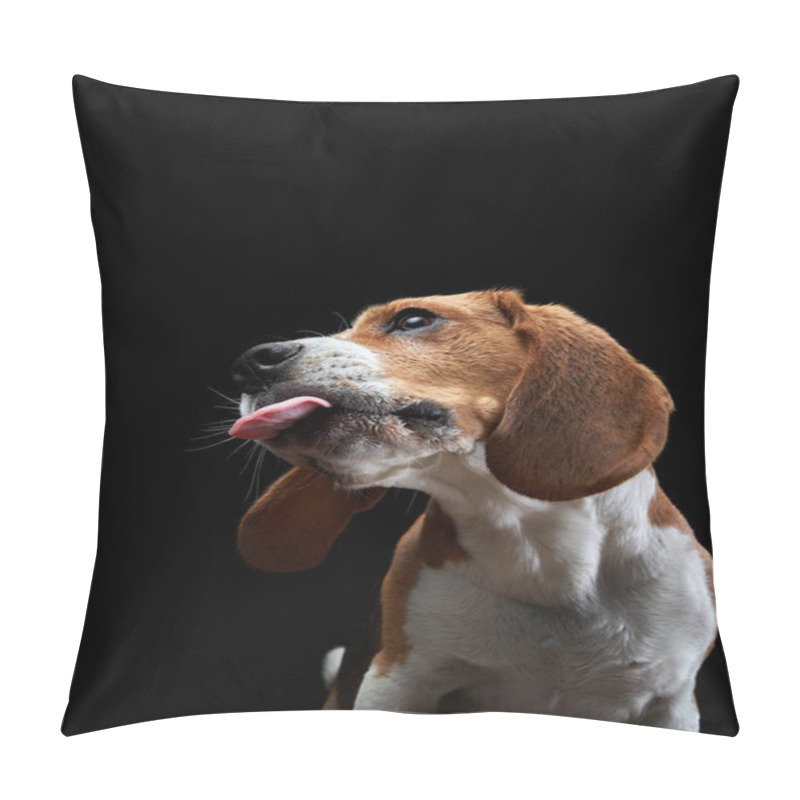 Personality  The Dog Stuck Out Its Tongue. Beagle On Black Background Pillow Covers