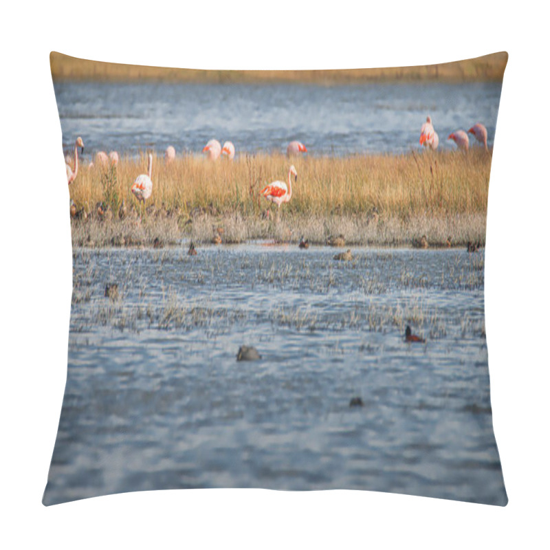 Personality  Colony Of Rosy Flamingos Near Calafate Town, At The Nimez Bird R Pillow Covers