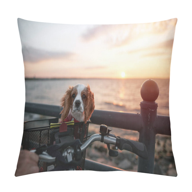 Personality  Cavalier King Charles Spaniel In The Bicycle Front Basket. Portrait Of Happy Dog On The Seaside Sunset. Concept Of Freedom And Leisure During Summer Vacations Pillow Covers