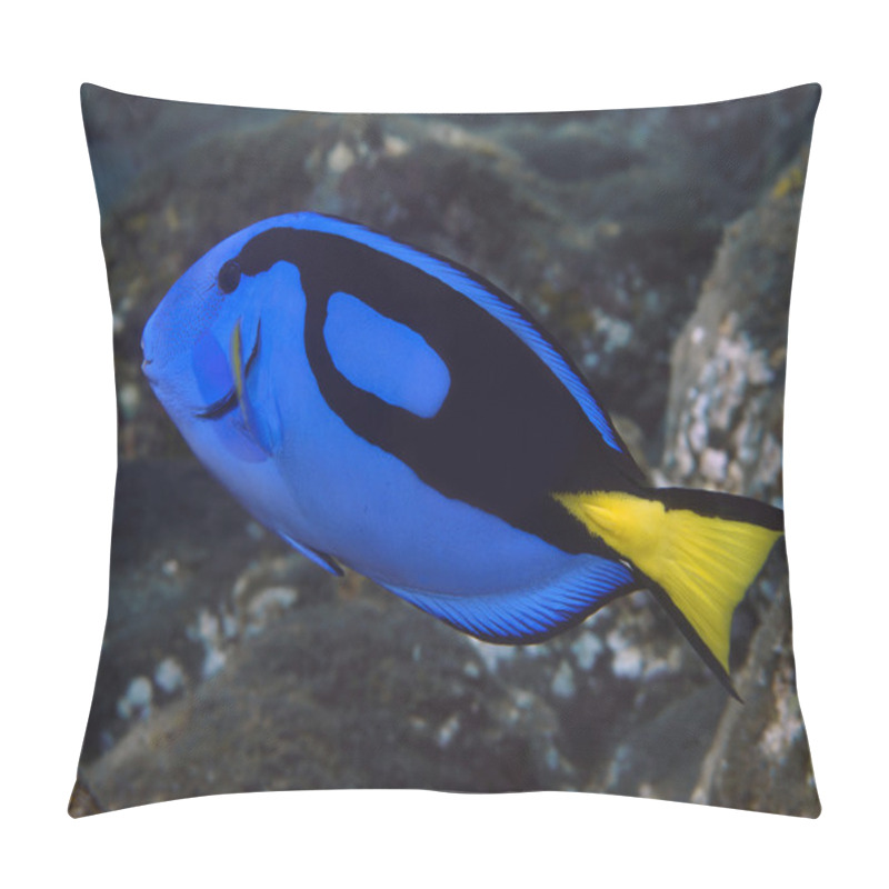 Personality  Coral fish Palette surgeonfish pillow covers