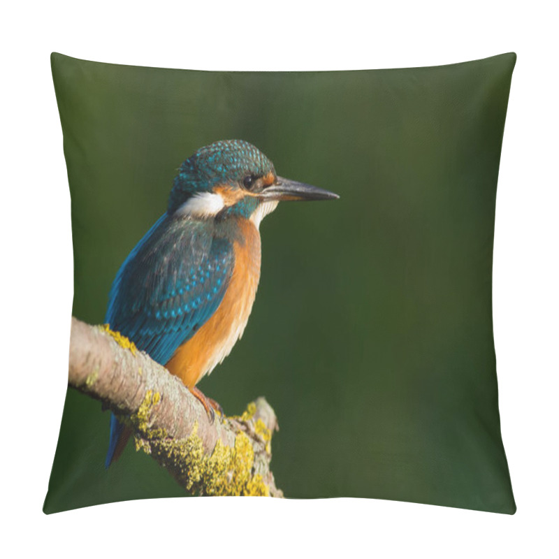 Personality  Common Kingfisher, Alcedo Atthis. A Young Bird Sits On An Old Beautiful Dry Branch. Pillow Covers