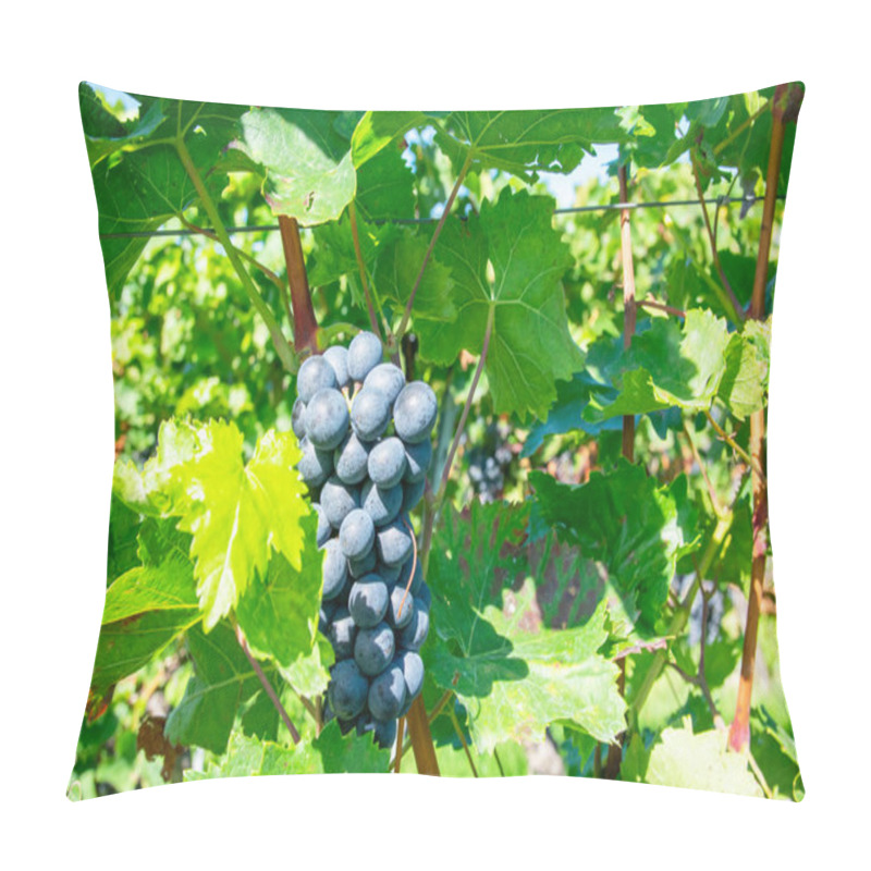 Personality  Big Bunche Of Red Wine Grapes In Sunny Weather On The Vineyard. Summer Harvest For Nature Background. Pillow Covers