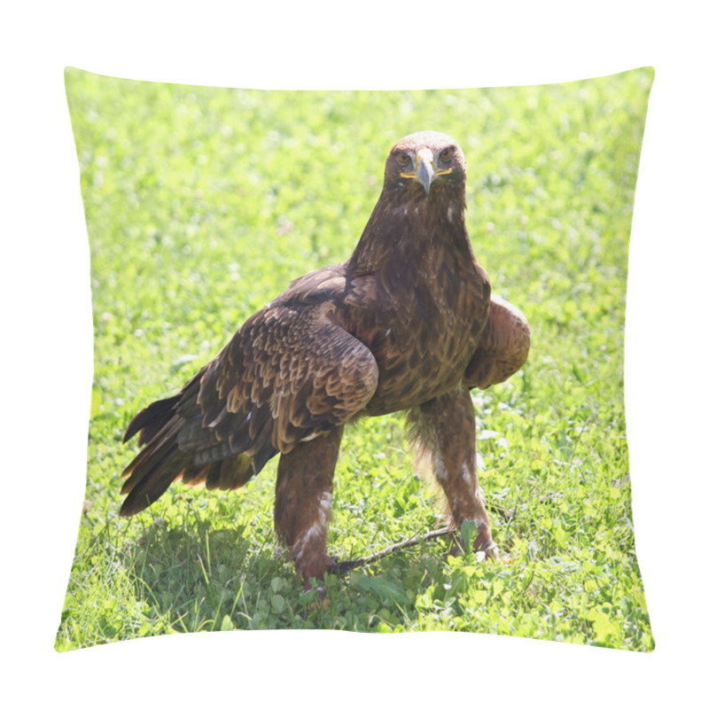 Personality  Golden Eagle With A Yellow Beak And Bright Eyes Pillow Covers