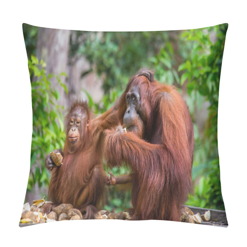 Personality  Two Orangutans  Indonesia. Pillow Covers