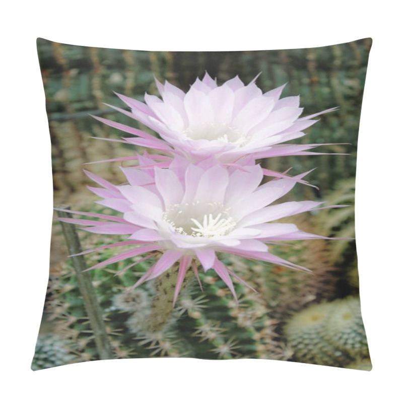 Personality  Cactus Flowers (echinopsis Sp.) Pillow Covers