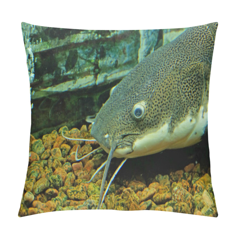 Personality  Exotic Fish In An Aquarium Pillow Covers