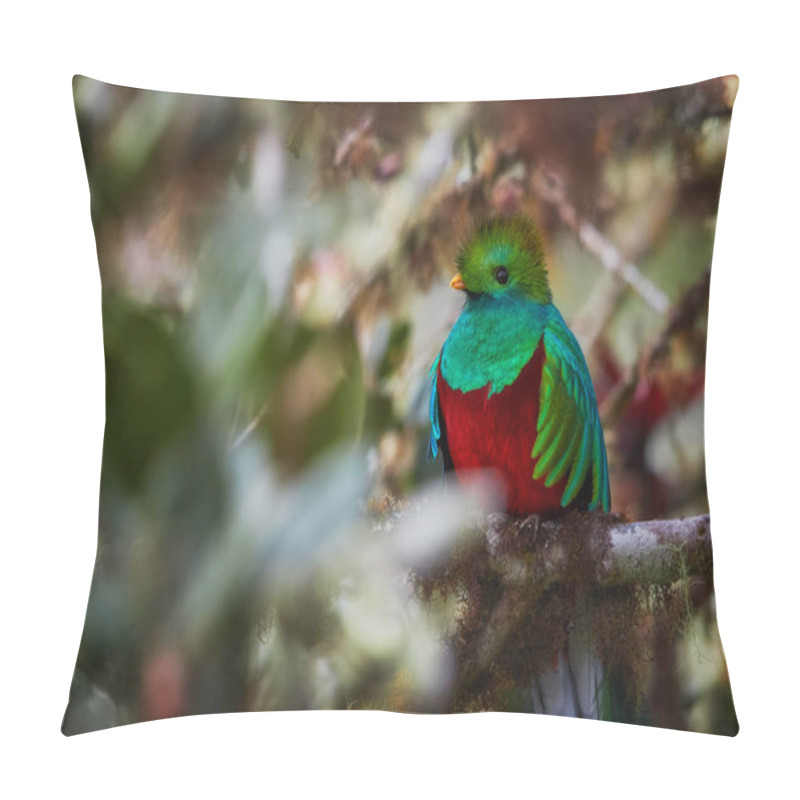 Personality  Portrait Of Resplendent Quetzal, Pharomachrus Mocinno, Red And Sparkling Green, Long-tailed Tropical Bird, Sacred To Maya And Aztec Peoples. Symbol Of Rainforest Wildlife. Talamanca, Costa Rica. Pillow Covers