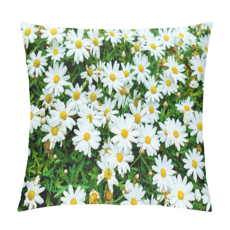 Personality  Beautiful Daisy Flowers Pillow Covers