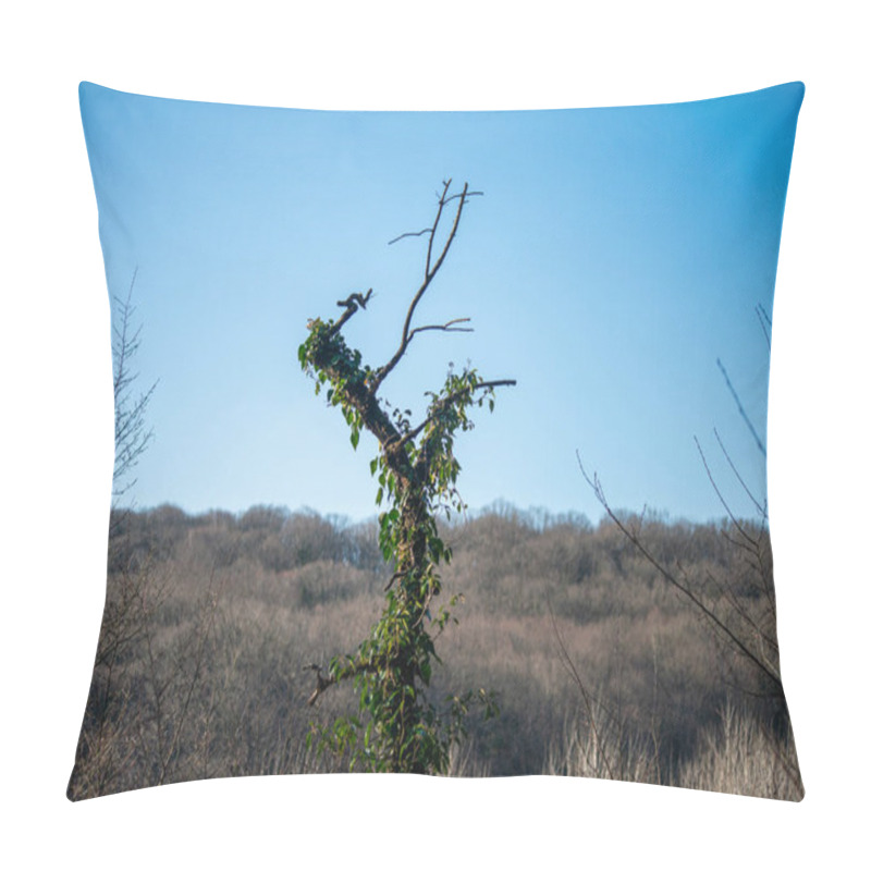 Personality  A Tree Tip With A Y Shape Adorned In Lush Ivy, Adding An Enchanting Touch To The Serene Ambiance Of The Forest. Pillow Covers