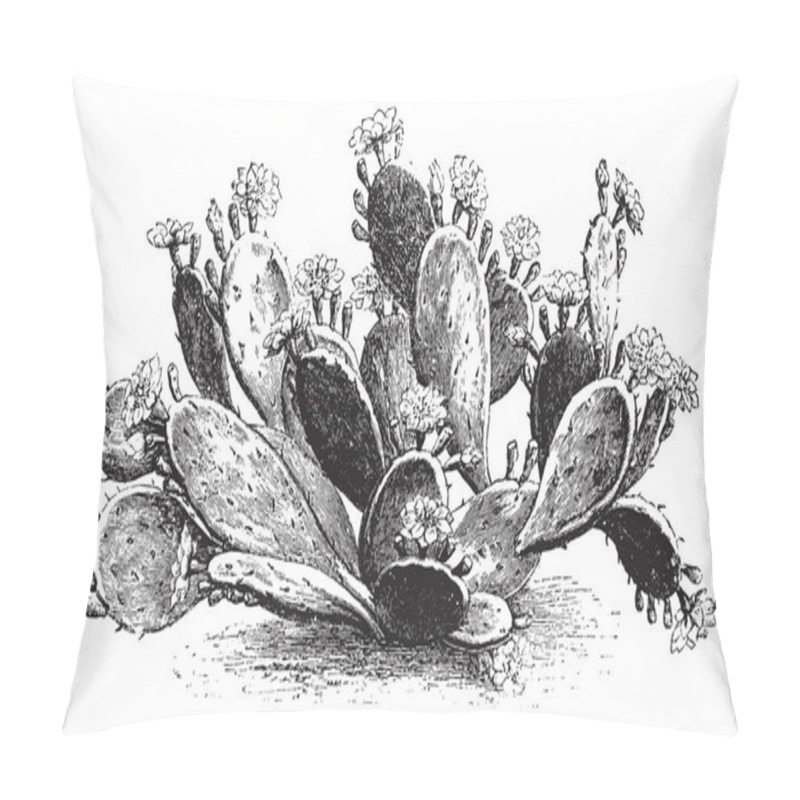 Personality  A Picture Showing The Branch Of Optunia Rafinesquii Which Is A Variety Of Prickly Pear. The Flowers Often Have A Red Center And Numerous Petals, Vintage Line Drawing Or Engraving Illustration. Pillow Covers